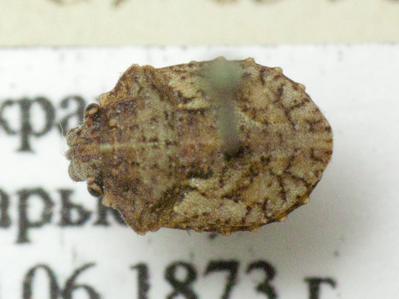 Phimodera humeralis (Dalman, 1823)